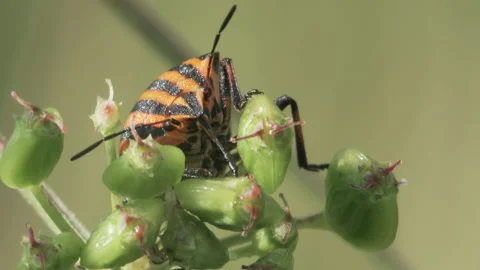 Striped shield bug Stock Footage 157839321