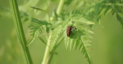 Striped shield bug Graphosoma lineatum perched on plant in blurred green Stock Footage 313594896