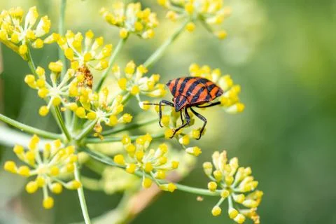 Striped shield bug (Graphosoma lineatum) on fennel Stock Photos