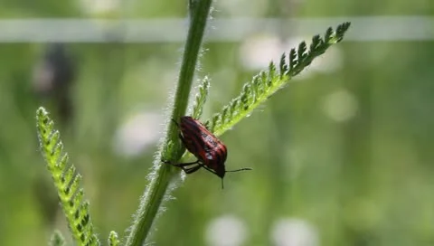 Striped Shield Bug, Graphosoma semipunctatum Video stock 11206056