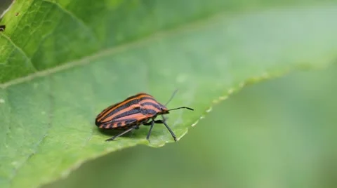 Striped Shield Bug on a green leaf, Graphosoma semipunctatum Video stock 12055642