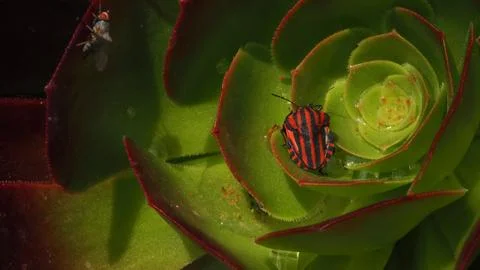 Striped Shield Bug On Green Succulent With Fly Macro Stock-Fotos