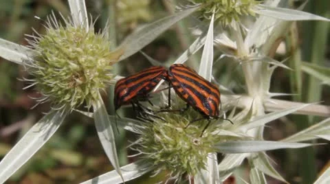 Striped Shield Bug pairing, Graphosoma semipunctatum Video stock 12082036
