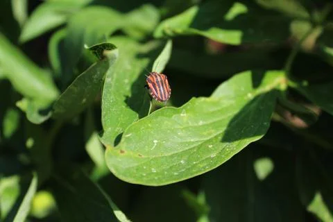 Striped shield bug on a peony Stock Photos