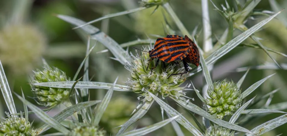 Striped Shield Bug perched on spiky green foliage in a natural habitat duri.. Fotos Stock