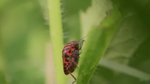 Striped shield bug on a stem, slow motion Stock Footage 338162612