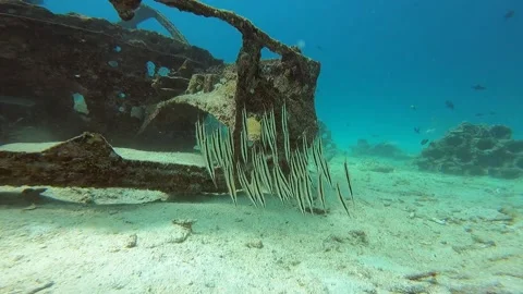 STRIPED SHRIMPFISH Stock Footage 276477104