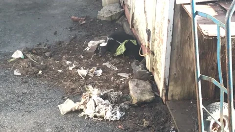 Striped skunk digging den under shed clip 2 of 4 Stock Footage 172116487