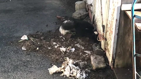 Striped skunk digging den under shed clip 3 of 4 Stock Footage 172116495
