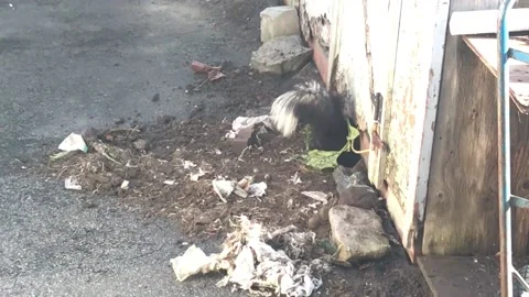 Striped skunk digging den under shed Stock Footage 172116498