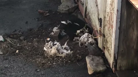 Striped skunk digging den under shed clip 1 of 4 Stock Footage 172116712