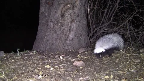 Striped Skunk Foraging at Night in Coronado National Forest Arizona Stock Footage 337794302