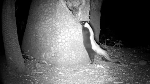 Striped Skunk Foraging at Night in Coronado National Forest Arizona Stock Footage 337795421