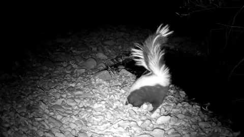 Striped Skunk Foraging with Raised Tail in Coronado National Forest Stock Footage 337796303