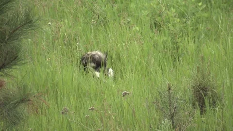 Striped Skunk Foraging Walking in Tall Green Grass in Summer Tail Showing Stock Footage 130407185