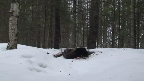Striped Skunk Leaving Deer Carcass in Superior National Forest Winter Stock Footage 337795520