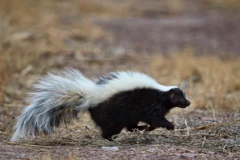 Striped skunk (Mephitis mephitis), Bosque del Apache National Wildlife Refuge, Foto stock