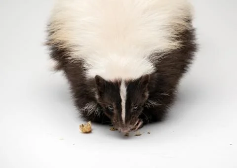 Striped Skunk - Mephitis mephitis in front of a white background Stock-Fotos