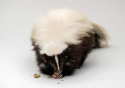 Striped Skunk - Mephitis mephitis in front of a white background Stock Photos