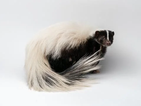 Striped Skunk - Mephitis mephitis in front of a white background Stock Photos