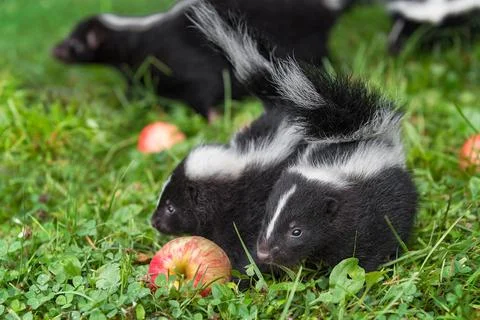 Striped Skunk (Mephitis mephitis) Kits Stand Next to Each Other Tails Up Summ Foto stock
