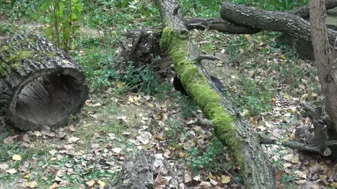 Striped Skunk (Mephitis mephitis) moving in the forest Stock Footage 161724493