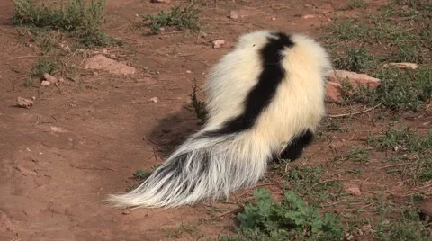 Striped Skunk Mephitis mephitis Walking and Foraging Stock Footage 42046515