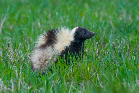 Striped Skunk Stock Photos
