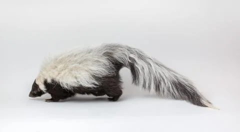 Striped Skunk, Stock Photos