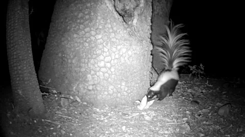 Striped Skunk with Raised Tail in Coronado National Forest at Night Stock Footage 337796270