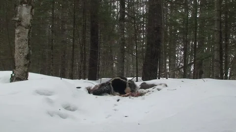 Striped Skunk Scavenging Deer Carcass at Dusk in Superior National Forest Stock Footage 337792941