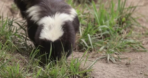Striped Skunk Sniffing on the Ground Stock Footage 197361747
