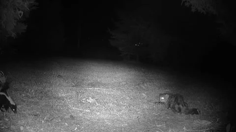 Striped Skunk Tries to Intimidate Cat While Competing for Food After Dark Stock Footage 346966211