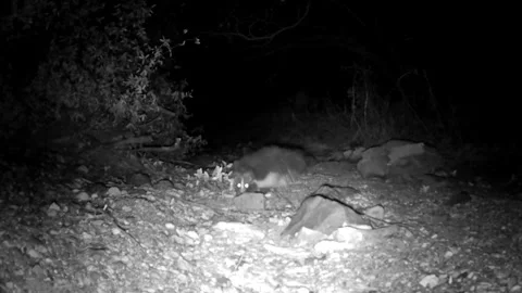 Striped Skunk Walking Through Forest at Night in Coronado National Forest Stock Footage 337794354