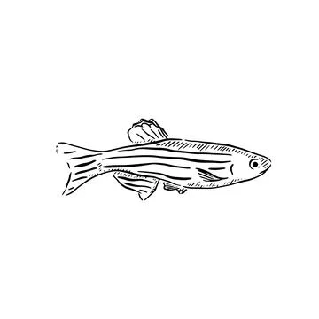Striped small fish illustration. Stock Illustration