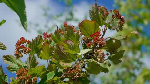 Striped snail on a branch. Stockbeeldmateriaal 319840814