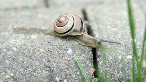 Striped snail crawling on grey pavement stone leaving slime mucus trail mark Stock Footage 201557757