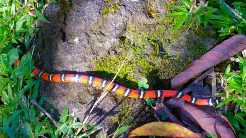 A striped snake crawling in the grass Stock Photos