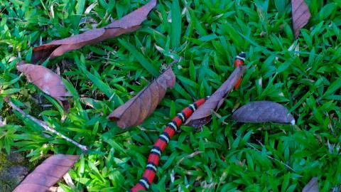A striped snake crawling in the grass Stock Photos