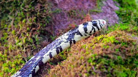 A striped snake crawling through the ground into the woods Stock Photos