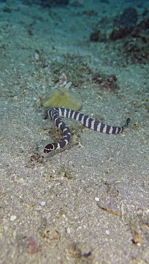 Striped snake Stock Footage 343801076
