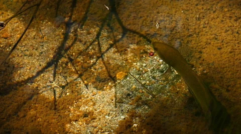 Striped snakehead fish in nature. Stock Footage 49756514