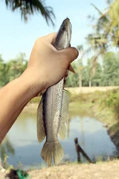 Striped snakehead fish Stock Photos
