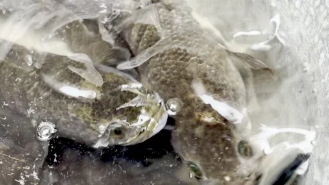 Striped Snakehead Fish Underwater Close-Up in Freshwater Habitat Stock Footage 340316059
