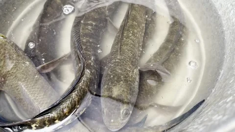 Striped Snakehead Fish Underwater Close-Up in Freshwater Habitat Stock Footage 340316114