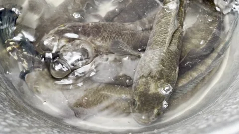 Striped Snakehead Fish Underwater Close-Up in Freshwater Habitat Stock Footage 340316318