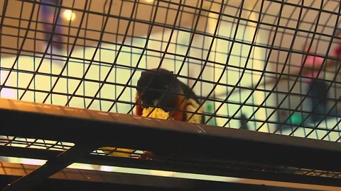 Striped soil squirrel is having fun eating in the cage Video stock 280444266
