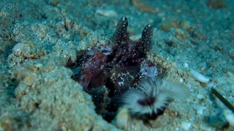 Striped spearing mantis shrimp looking at the surface of its hole Stock Footage 112475320