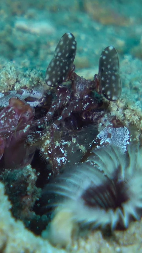 Striped spearing mantis shrimp looking at the surface of its hole 스톡 동영상 228833206