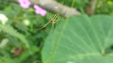 Striped Spider on a Dewy Web with Blurred Floral Background Stock Footage 322062377